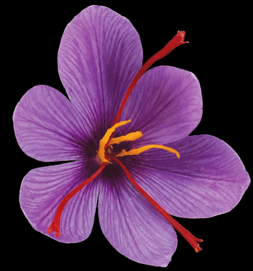 Casa Zafferano Logo